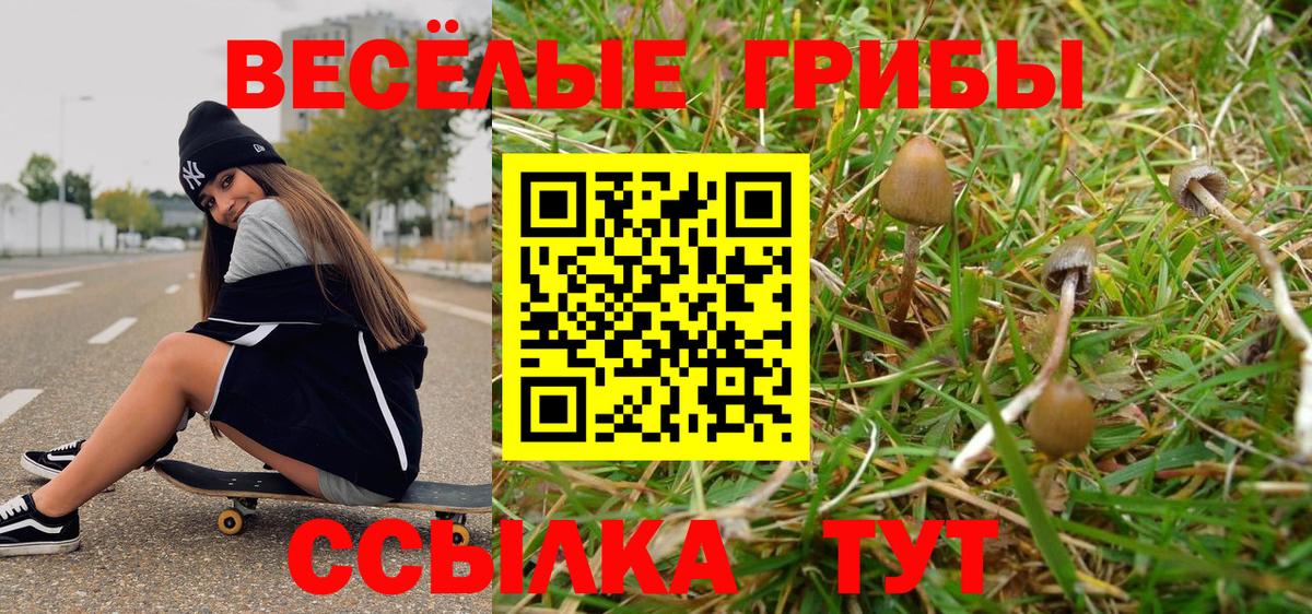 Галлюциногенные грибы Psilocybine cubensis  Вход с VPN  Сосновый Бор 